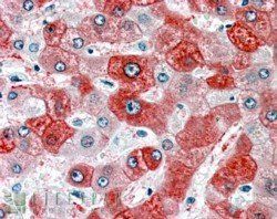 Goat anti-58K Golgi protein(N-Term)/FTCD Antibody