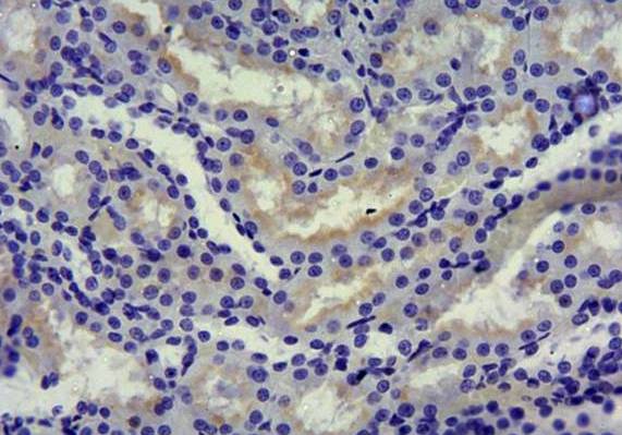 Goat anti-Slc5a1 (rat) Antibody
