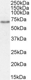 Goat anti-Slc5a1 (rat) Antibody
