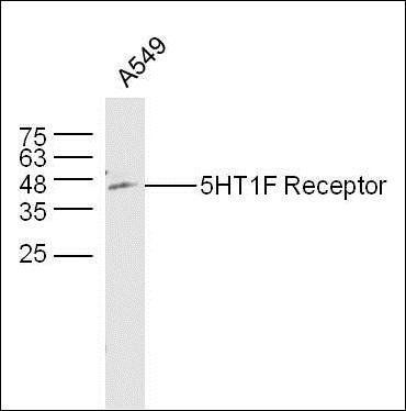 5HT1F Receptor antibody