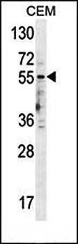 5HT3E antibody