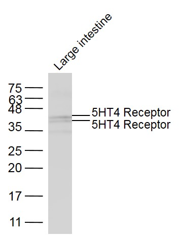 5HT4 Receptor antibody