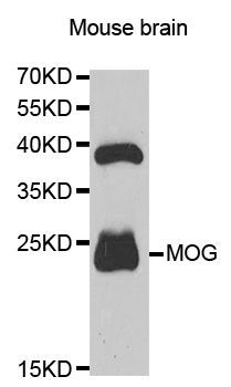 MOG Antibody