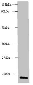 RPLP1 Antibody