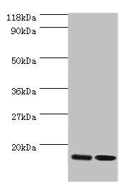 60S ribosomal protein L27 antibody