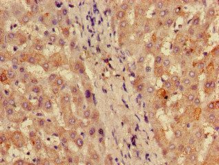 60S ribosomal protein L28 antibody (Biotin)