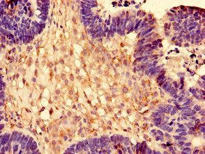 RPL28 Antibody