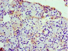RPL30 Antibody