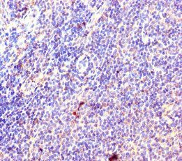 RPL35A Antibody