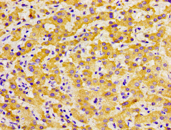 SOX11 Antibody
