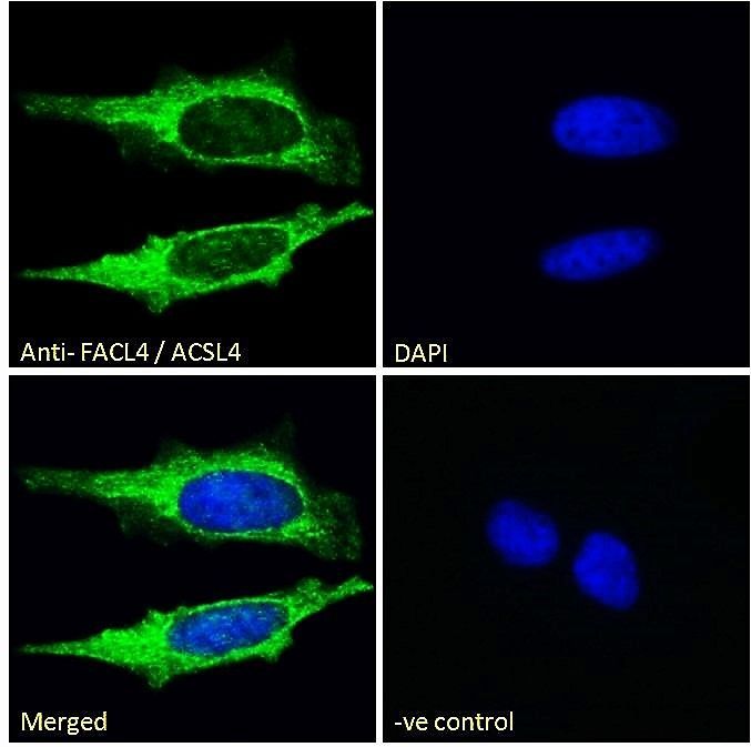 Goat anti-FACL4 / ACSL4 Antibody