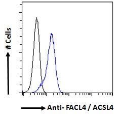 Goat anti-FACL4 / ACSL4 Antibody