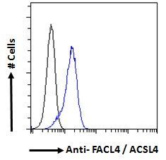 ACSL4 antibody