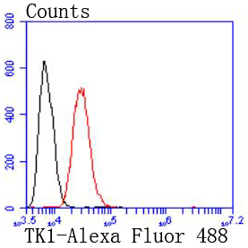 Thymidine Kinase 1 Antibody