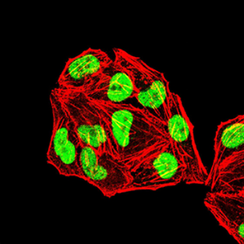 MSH2 Antibody