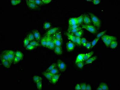 HSPA5 Antibody