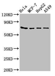 78 kDa glucose-regulated antibody