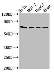 HSPA5 Antibody