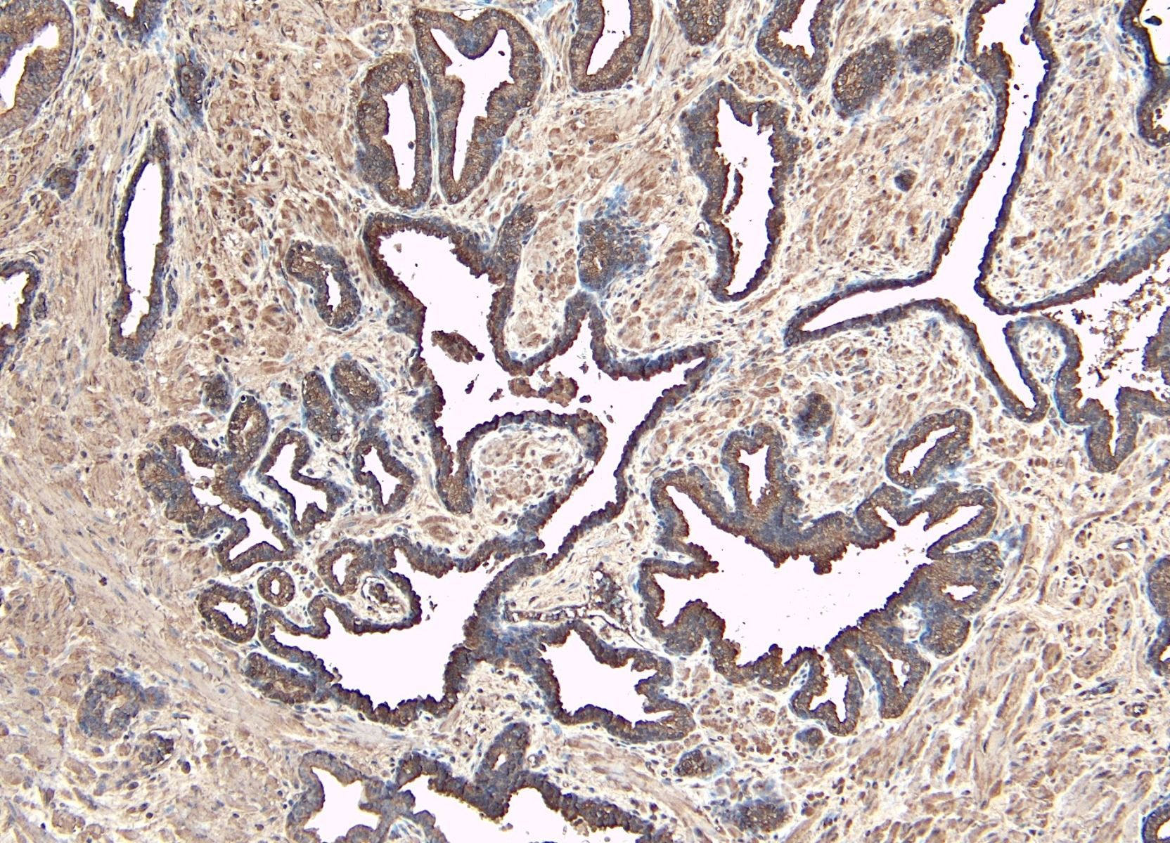Goat anti-DUSP1 Antibody