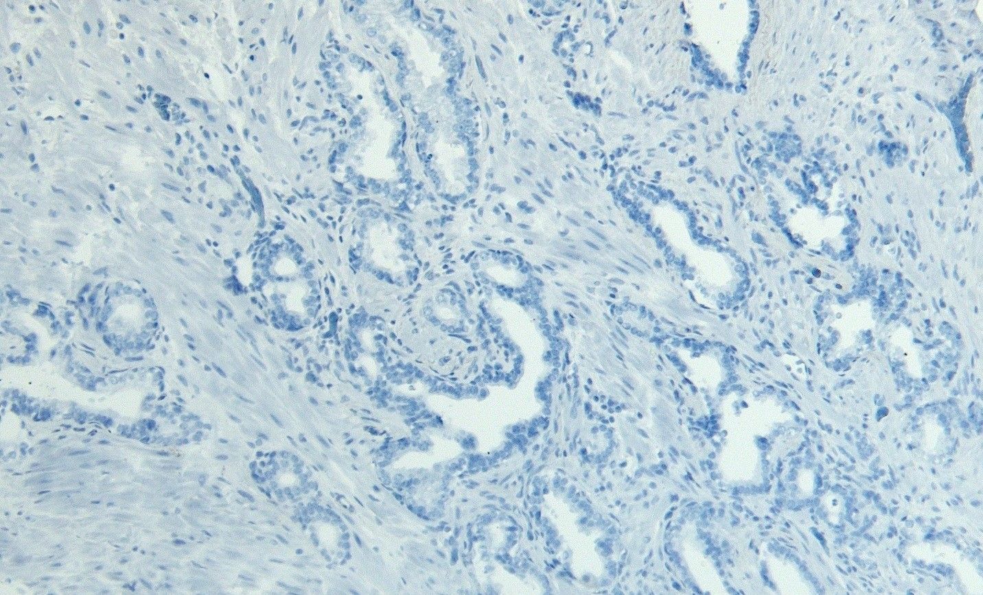 Goat anti-DUSP1 Antibody