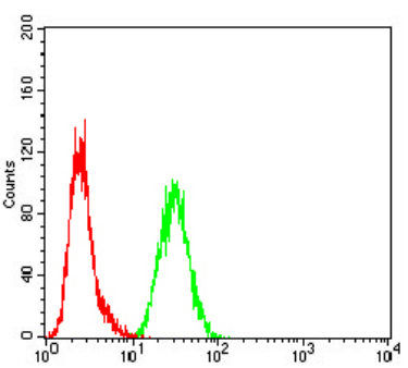 MSH2 Antibody