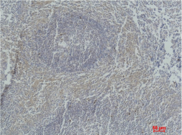 Active Caspase-3 Monoclonal Antibody