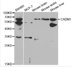 CADM1 Antibody