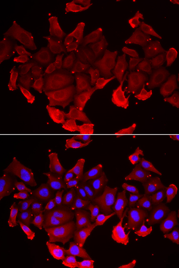 SLC23A2 antibody