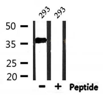 PDLIM1 antibody