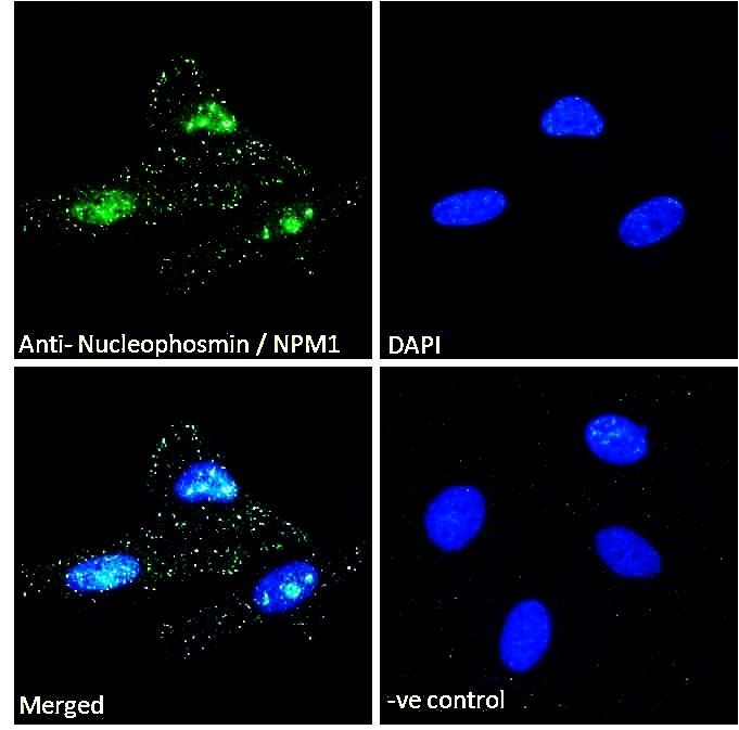 Goat anti-Nucleophosmin / NPM1 Antibody
