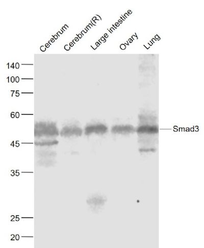 Smad3 antibody