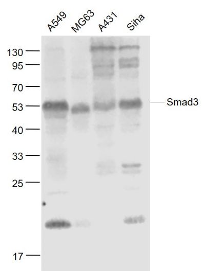 Smad3 antibody