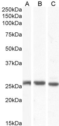 Goat anti-GJB2 / Connexin 26 Antibody