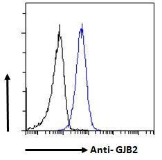 GJB2 antibody