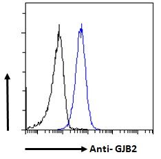 Goat anti-GJB2 / Connexin 26 Antibody