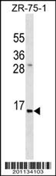 INS Antibody