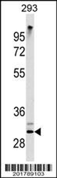ZWINT Antibody