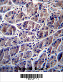 CAPN8 Antibody (Center)