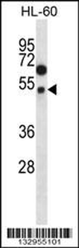 FOXA2 Antibody (Center T156)