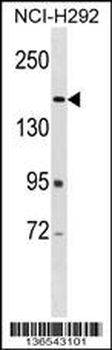 ARAP2 Antibody (N-term)