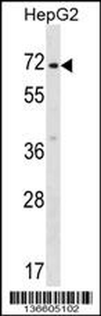 ZNF155 Antibody (C-term)