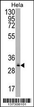CRYZL1 Antibody (C-term)