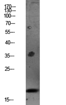 Caspase 3 p17 Polyclonal Antibody