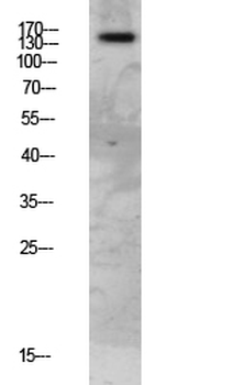 FAP-1 Polyclonal Antibody