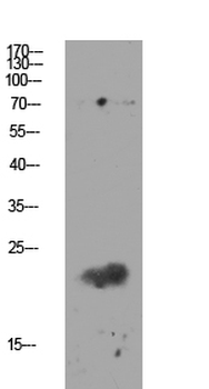 Claudin 11 Antibody