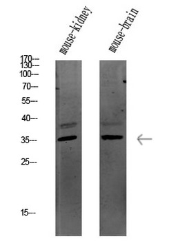 Caspase 3 Polyclonal Antibody