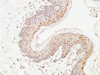 Thioredoxin Polyclonal Antibody