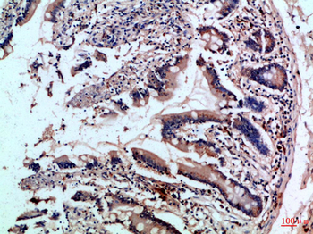 CD242 Polyclonal Antibody