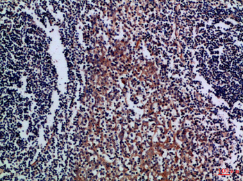 CD300a Polyclonal Antibody