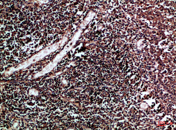 CUL-1 Polyclonal Antibody